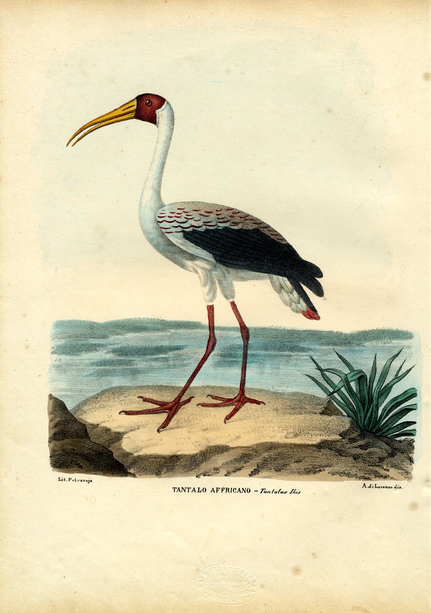 黄色請求コウノトリ、1863-79 作： ライムンドペトラロイア