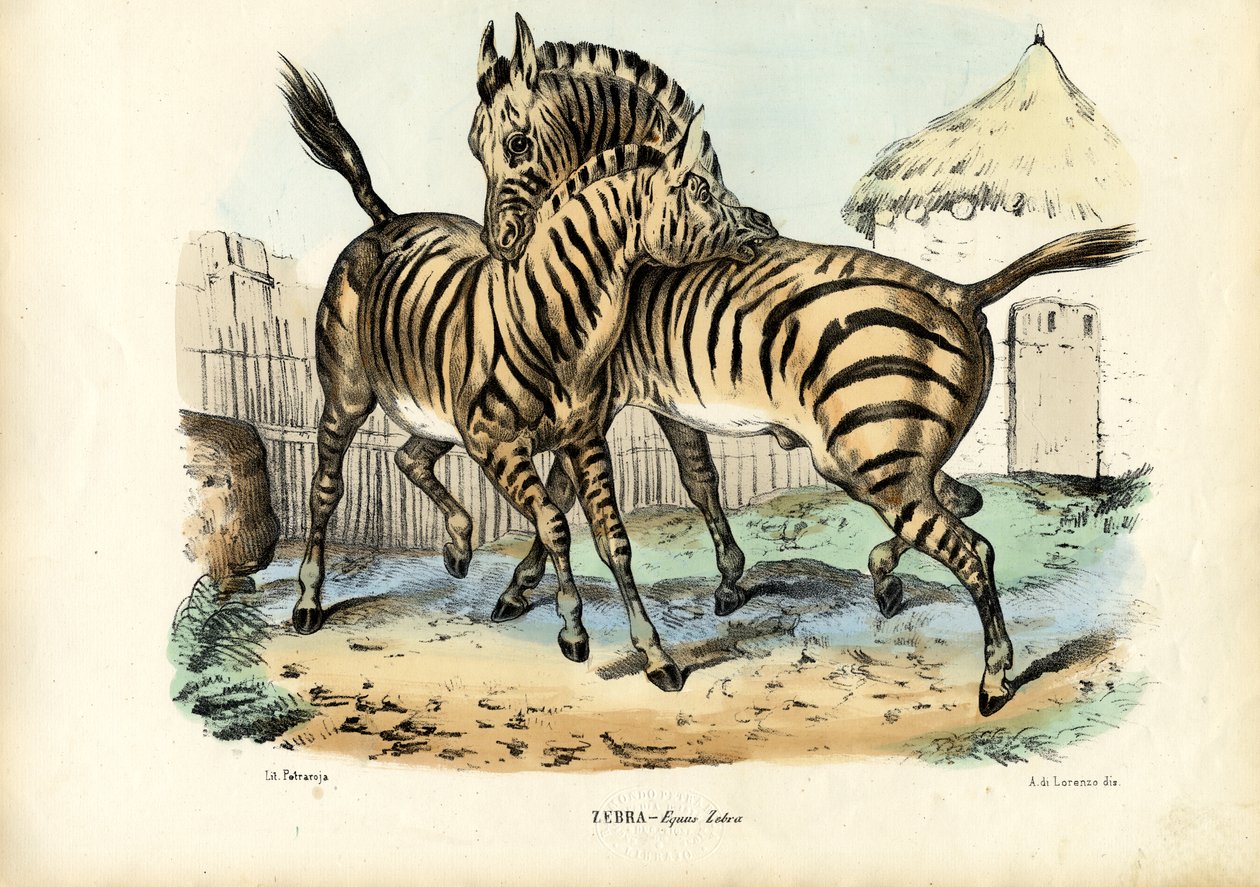 ゼブラ、1863-79 作： ライムンドペトラロイア