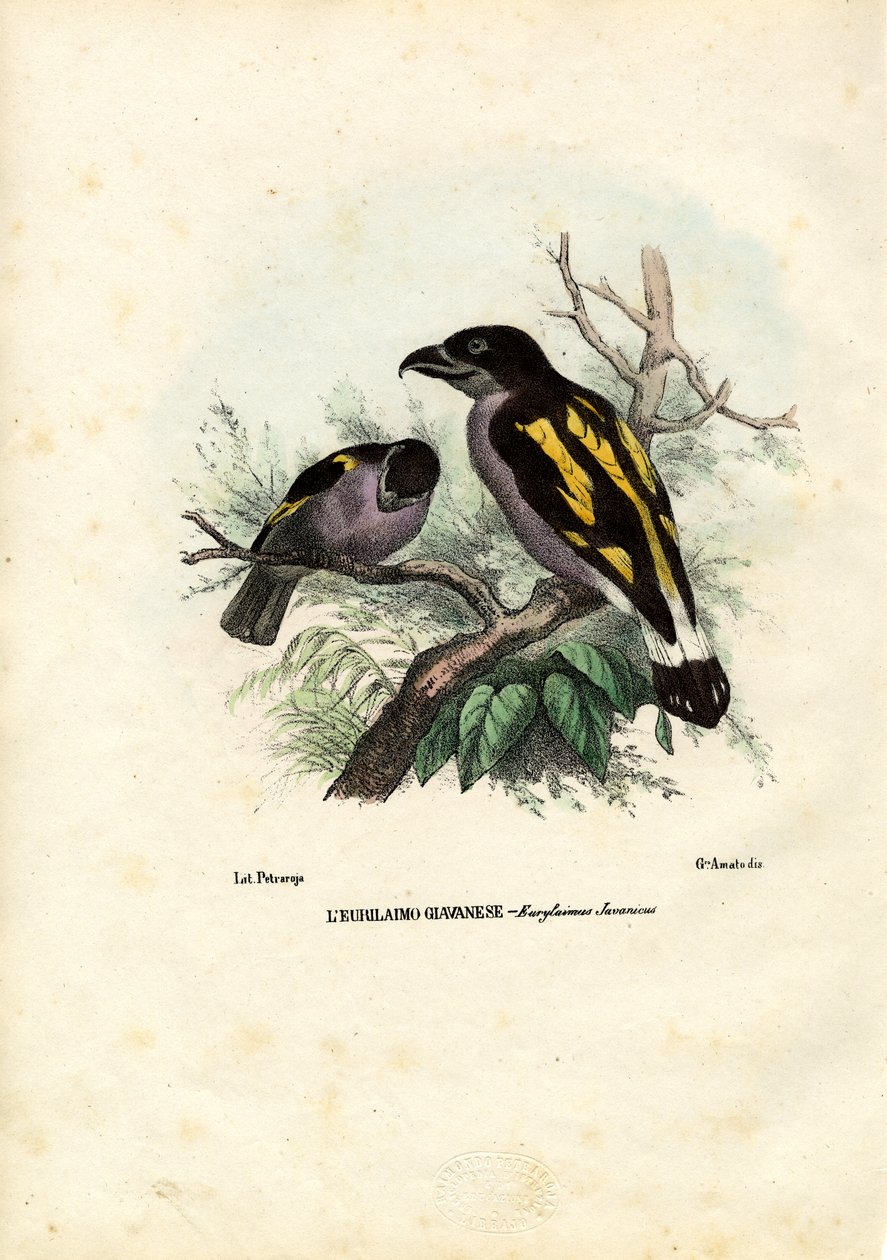Broadbills、1863-79 作： ライムンドペトラロイア
