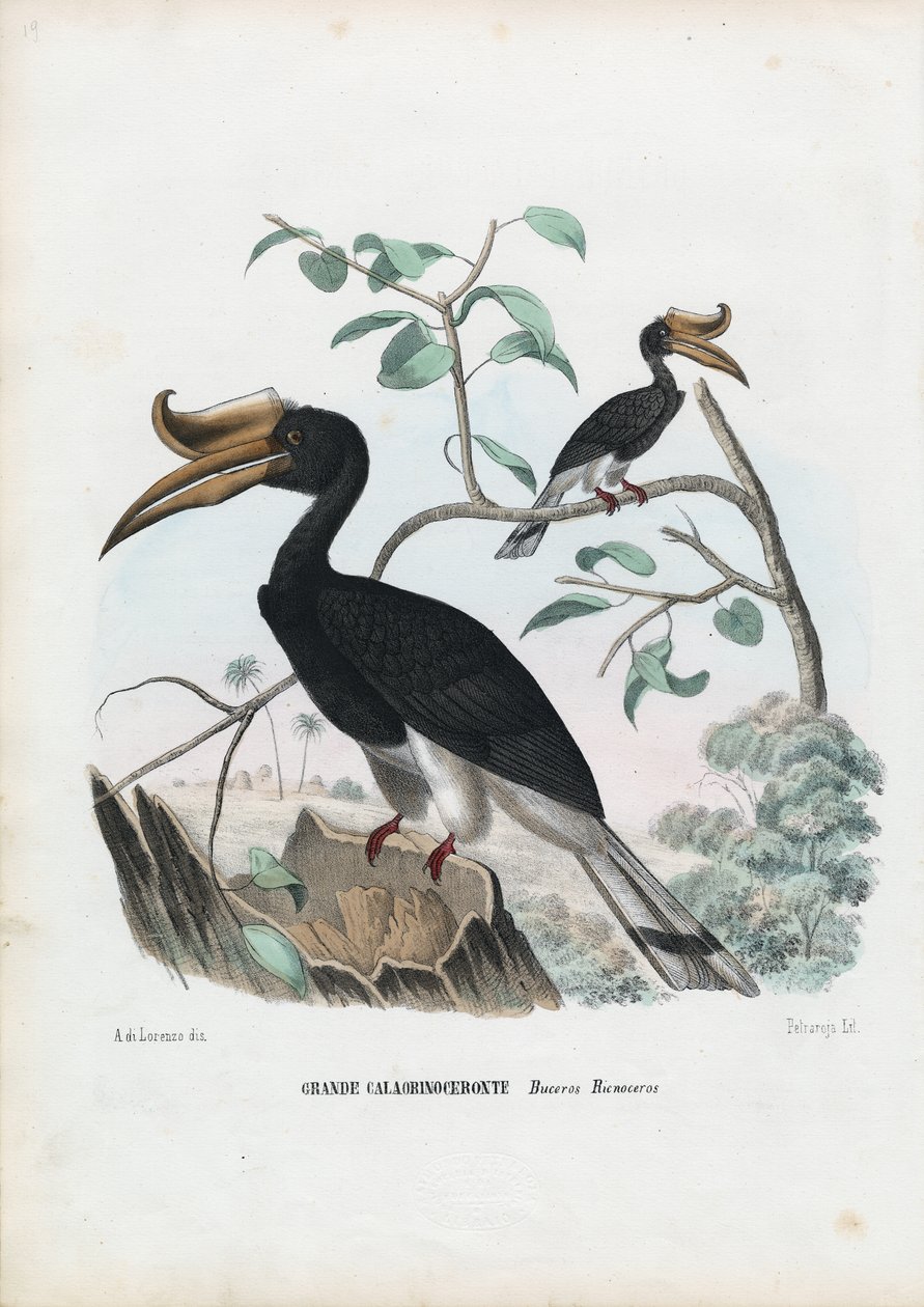 オオサイチョウ、1863-79 作： ライムンドペトラロイア