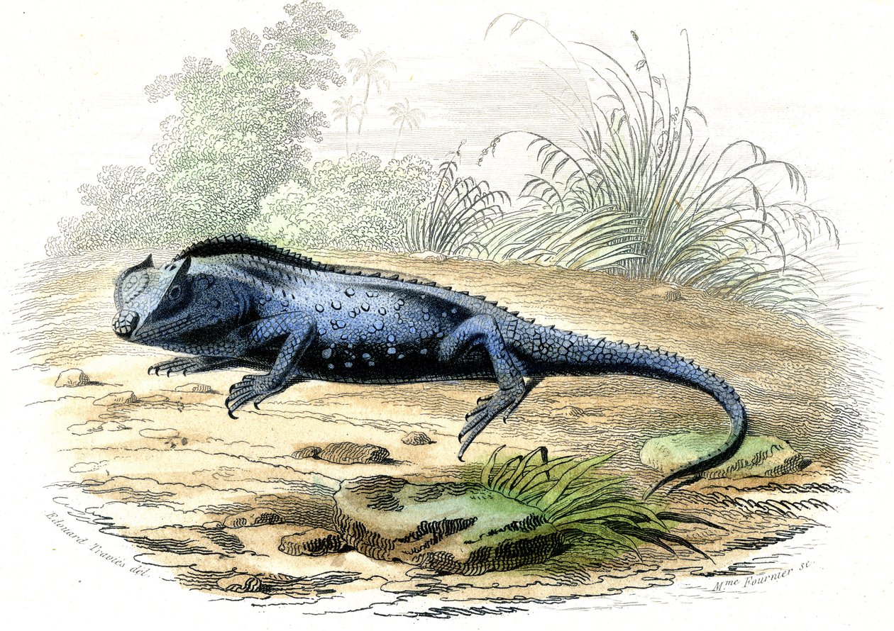 リュウグウノツカイ（Lyriocephalus margaritaceus） - ベルナール・ジェルマン・ド・レスペード（1856-1925）著『自然史』（P.Furme版、パリ）より抜粋。 作： ライムンドペトラロイア