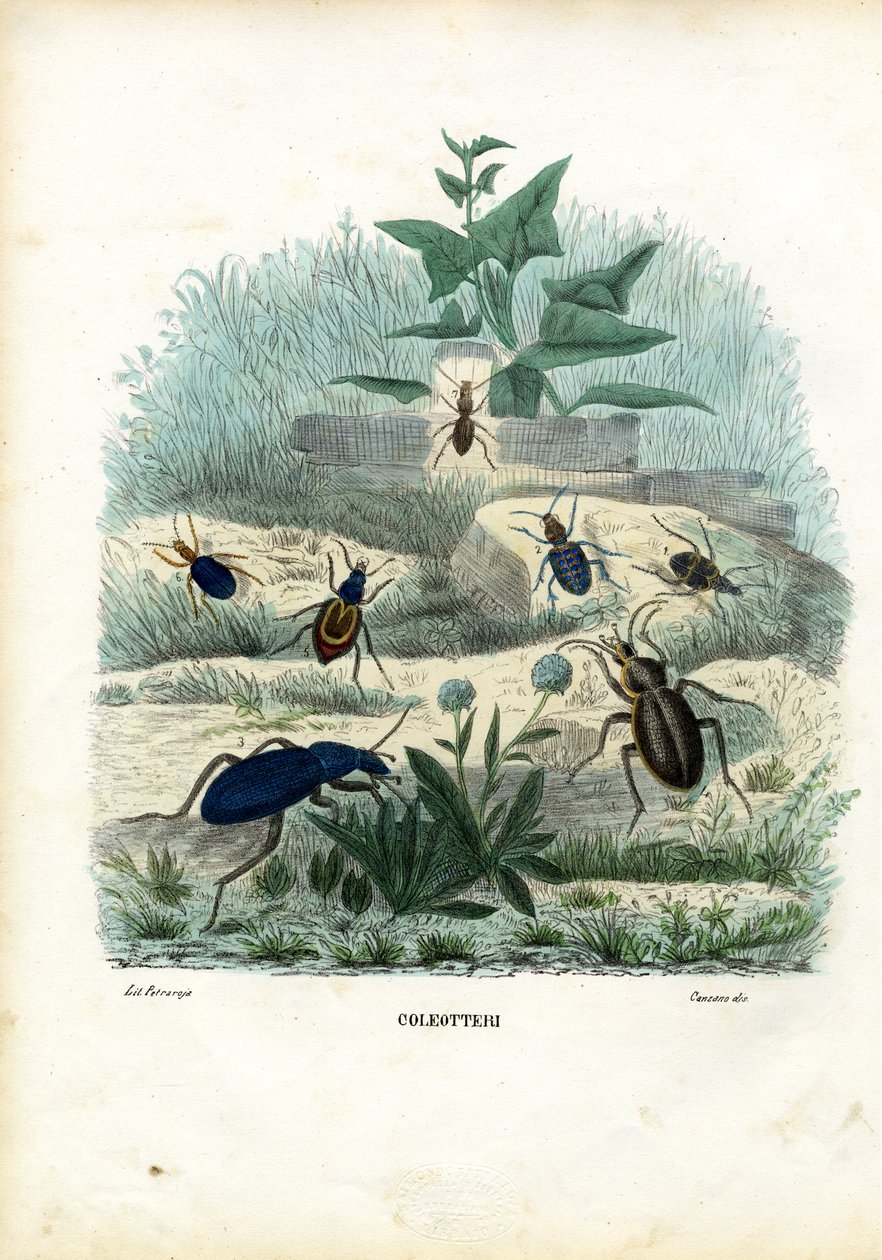 虎と地上のカブトムシ、1863-79 作： ライムンドペトラロイア