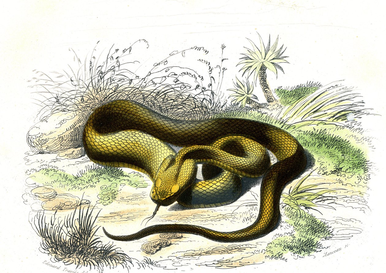 槍の穂先（Cophias Lanceolatus）-ベルナール・ジェルマン・ド・ランスペード（1856-1925）著『博物誌』より、P.Furme版、パリ。 作： ライムンドペトラロイア