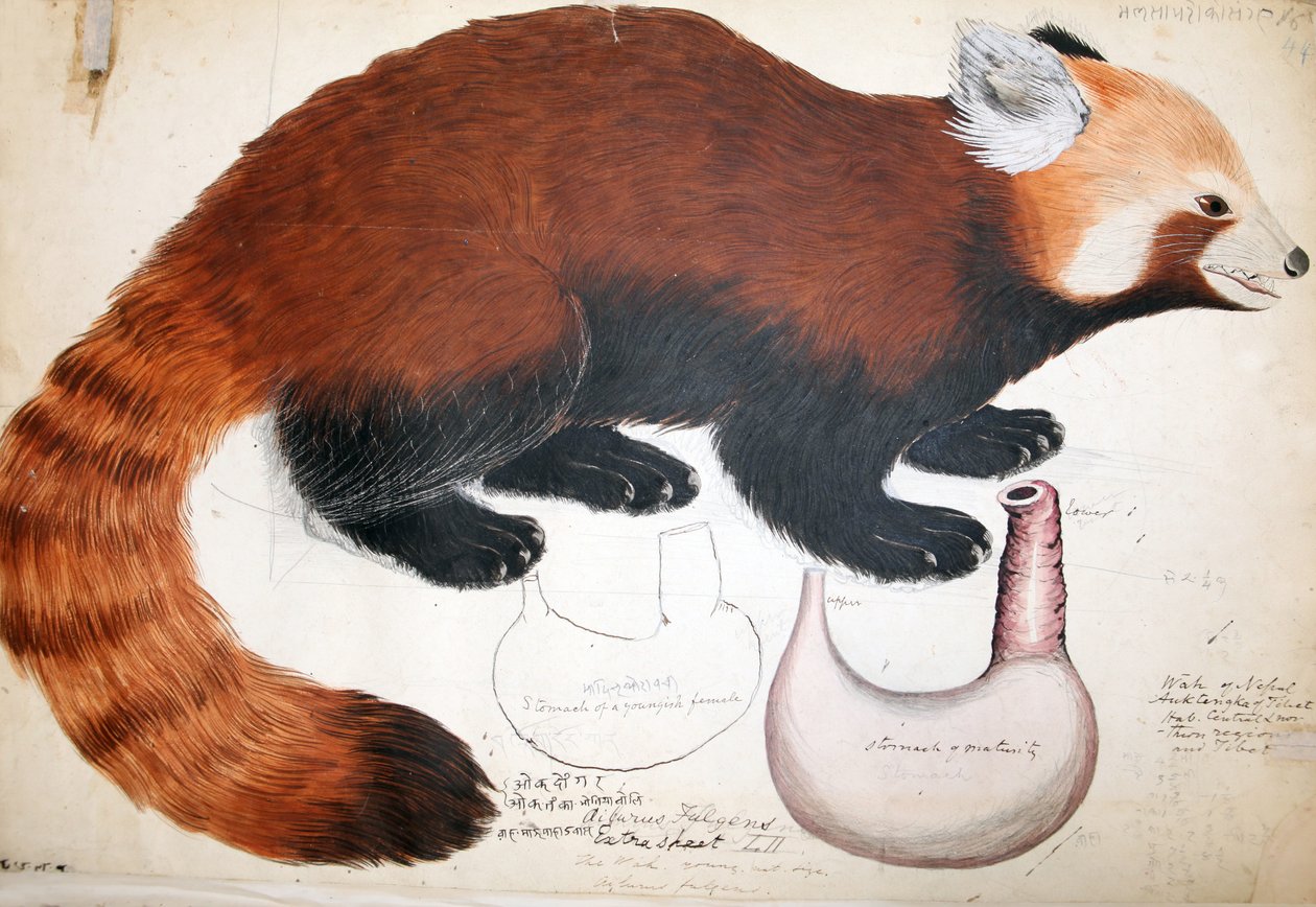 Hodgson Manuscripts Red Panda、1831-47（紙にペンとインクと鉛筆） 作： ラジ・マン・シン