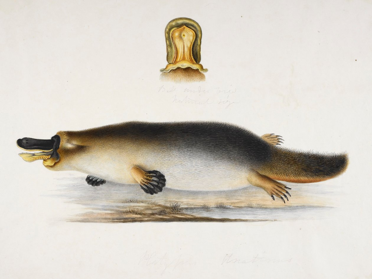 プールサイドのカモノハシ、くちばしの詳細、1820 年頃