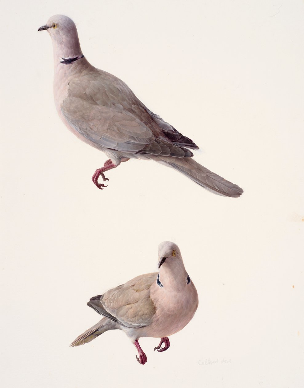 首輪をつけた鳩の習作2点（油彩、紙） 作： レイモンド・ブース