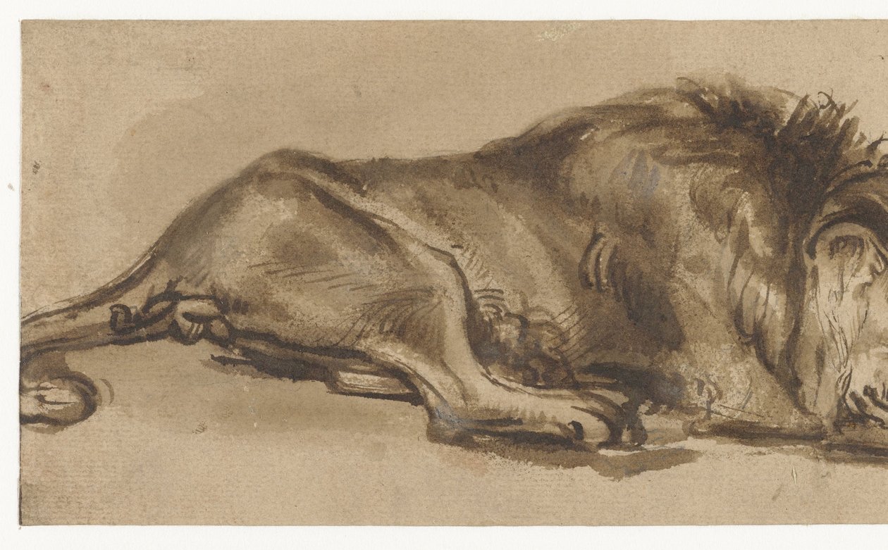 眠っているライオンの習作 作： Rembrandt van Rijn（コピー後）