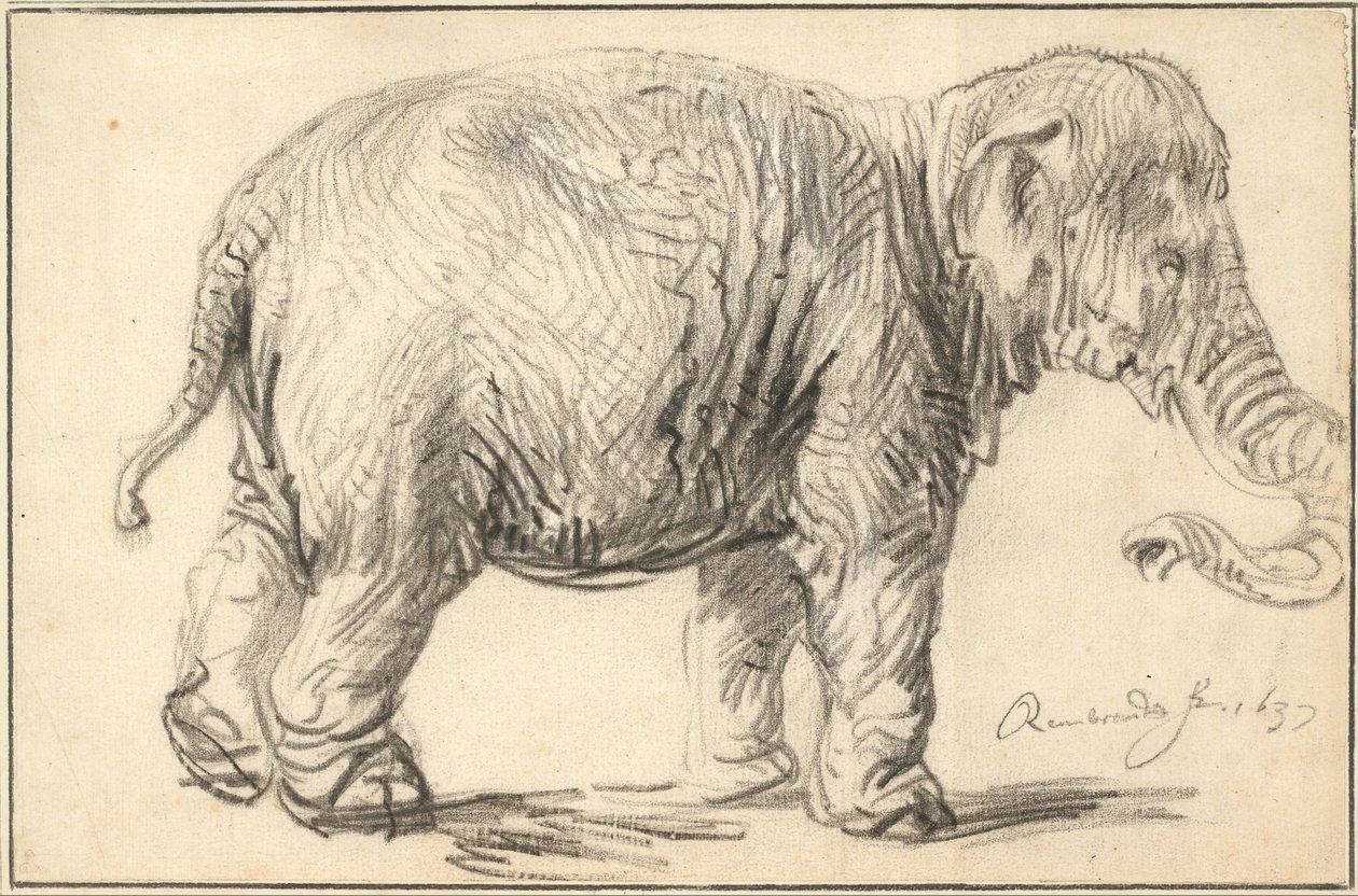「ゾウ」の絵画❗早いもの勝ち❗ 象、1637年 | アートプリント