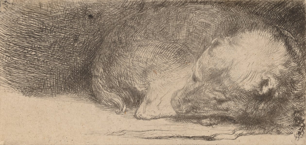 眠っている子犬、c。 1640年。 作： レンブラント・ファン・レイン