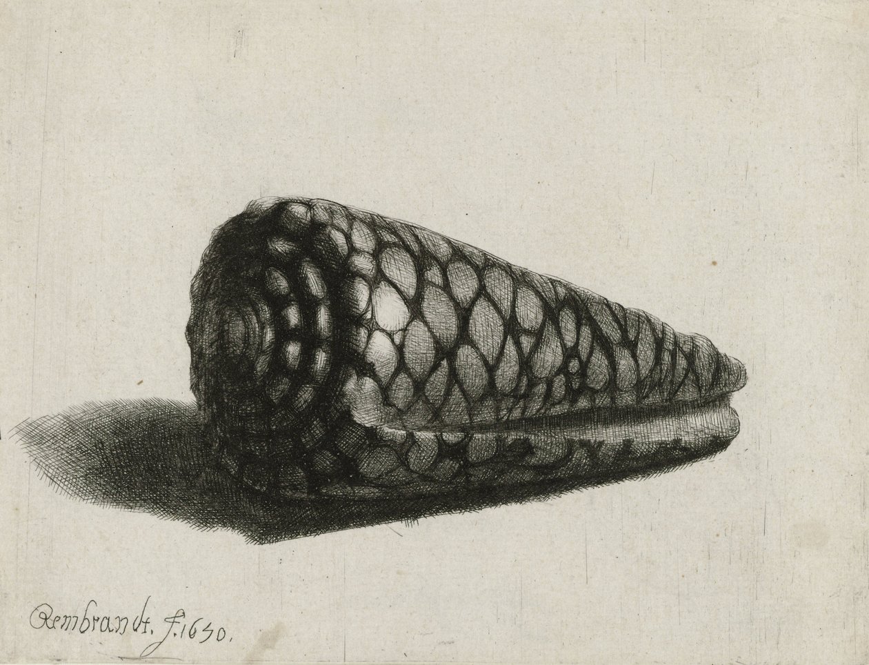 シェル（Conus marmoreus）、1650 作： レンブラント・ファン・レイン