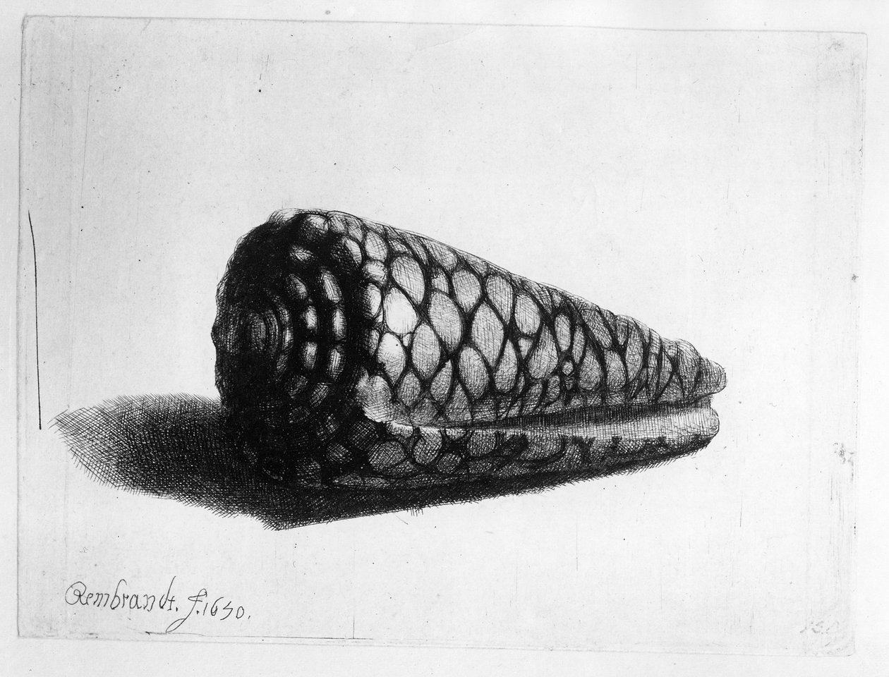 シェル（Conus marmoreus）1650 作： レンブラント・ファン・レイン