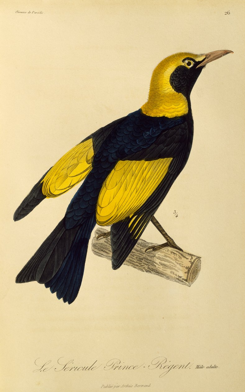 リージェント ニワシドリ (Sericulus chrysocephalus) の成人男性、極楽鳥とエピマグの自然史からの彫刻 作： ルネ・プリムヴェールレッスン