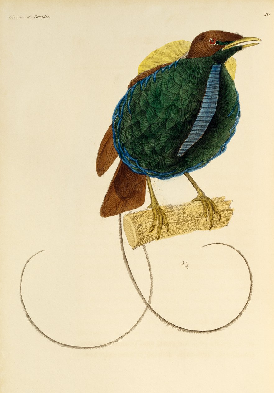 壮大な極楽鳥 (Cicinnurus magnificus) の男性、極楽鳥とエピマグの自然史からの彫刻 作： ルネ・プリムヴェールレッスン