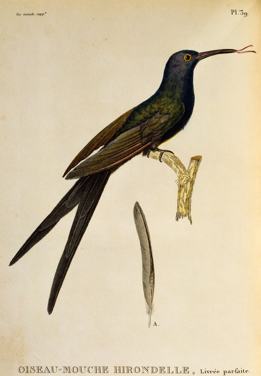 ツバメハチドリ (Eupetomena macroura)、Les trochilidees ou les colibris et les oiseaux-mouches からの彫刻 作： ルネ・プリムヴェールレッスン