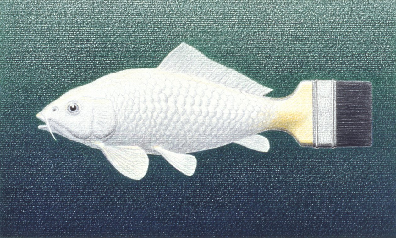 ブラッシュフィッシュ, 2003, 色鉛筆画、紙 作： ルネ・ボアン