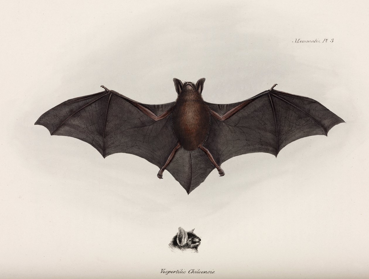 コウモリ（南アメリカ、1832-1836年頃 作： リチャード（後）パパ