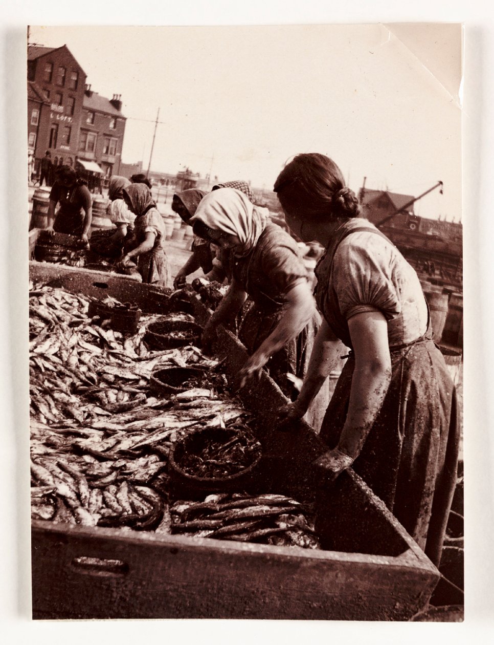 釣り、漁師たち 魚を捌く女性たち、ウィットビー港、ノースヨークシャー、1905年頃 作： リチャード（後）パパ