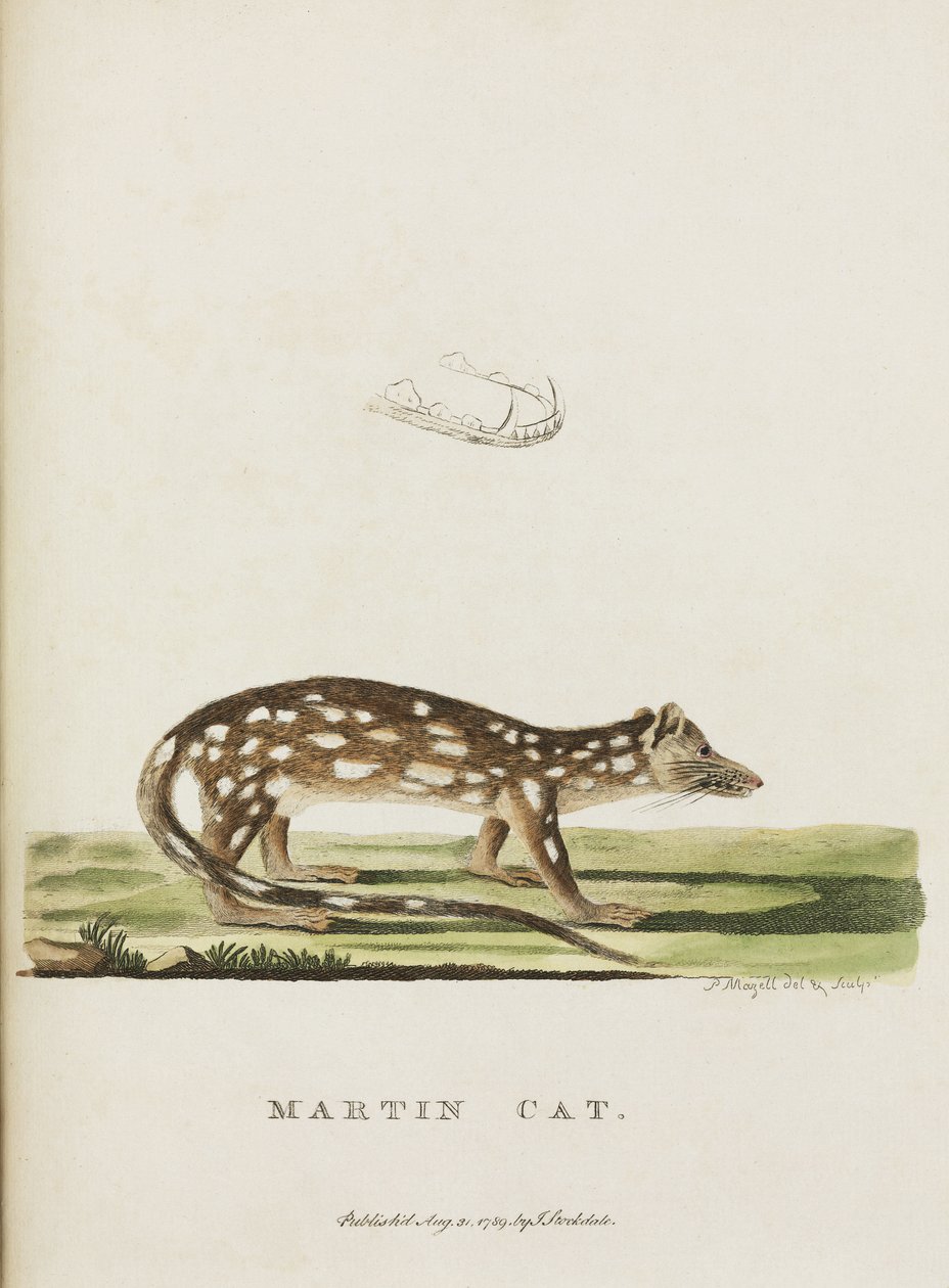 マーティン・キャット」、オーストラリア、1788年頃 作： リチャード（後）パパ