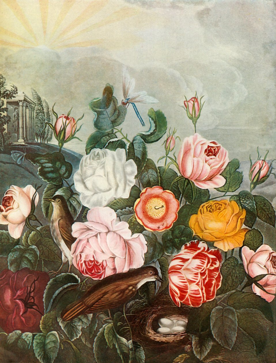 バラ、c1805、1948。 作： リチャード・イアローム