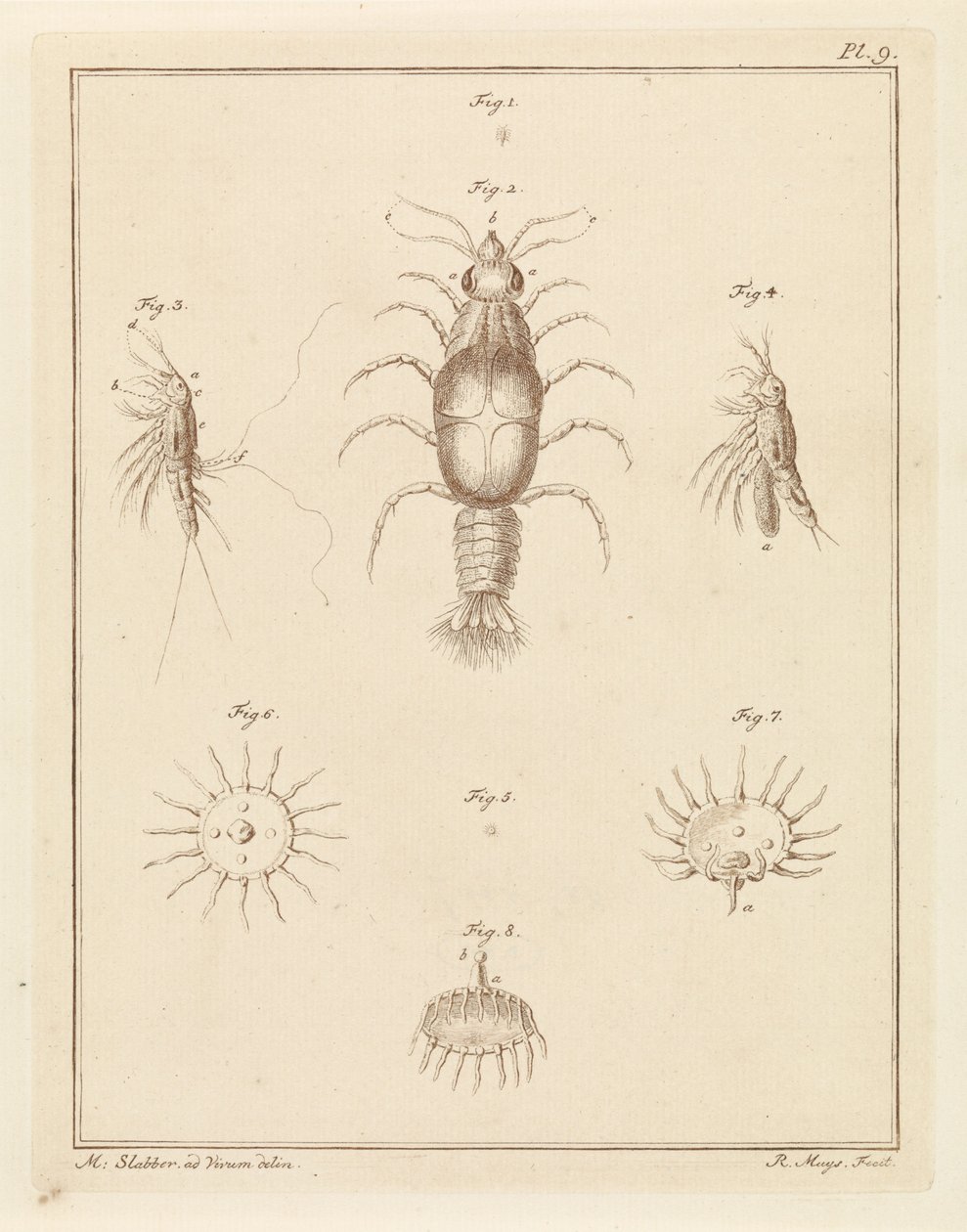 さまざまな海の生き物 作： ロバート・ミュイス