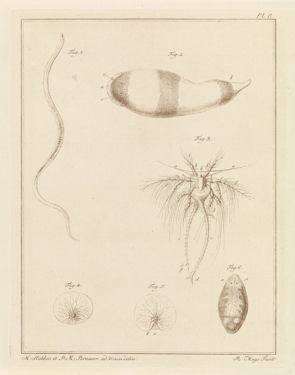 さまざまな海の生き物 作： ロバート・ミュイス