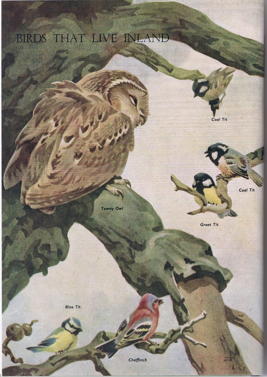 内陸に生息する鳥、Odhamsによって発行されたThe Childrens Nature Bookのイラスト、1958 作： ロバートジョージタルボットケリー