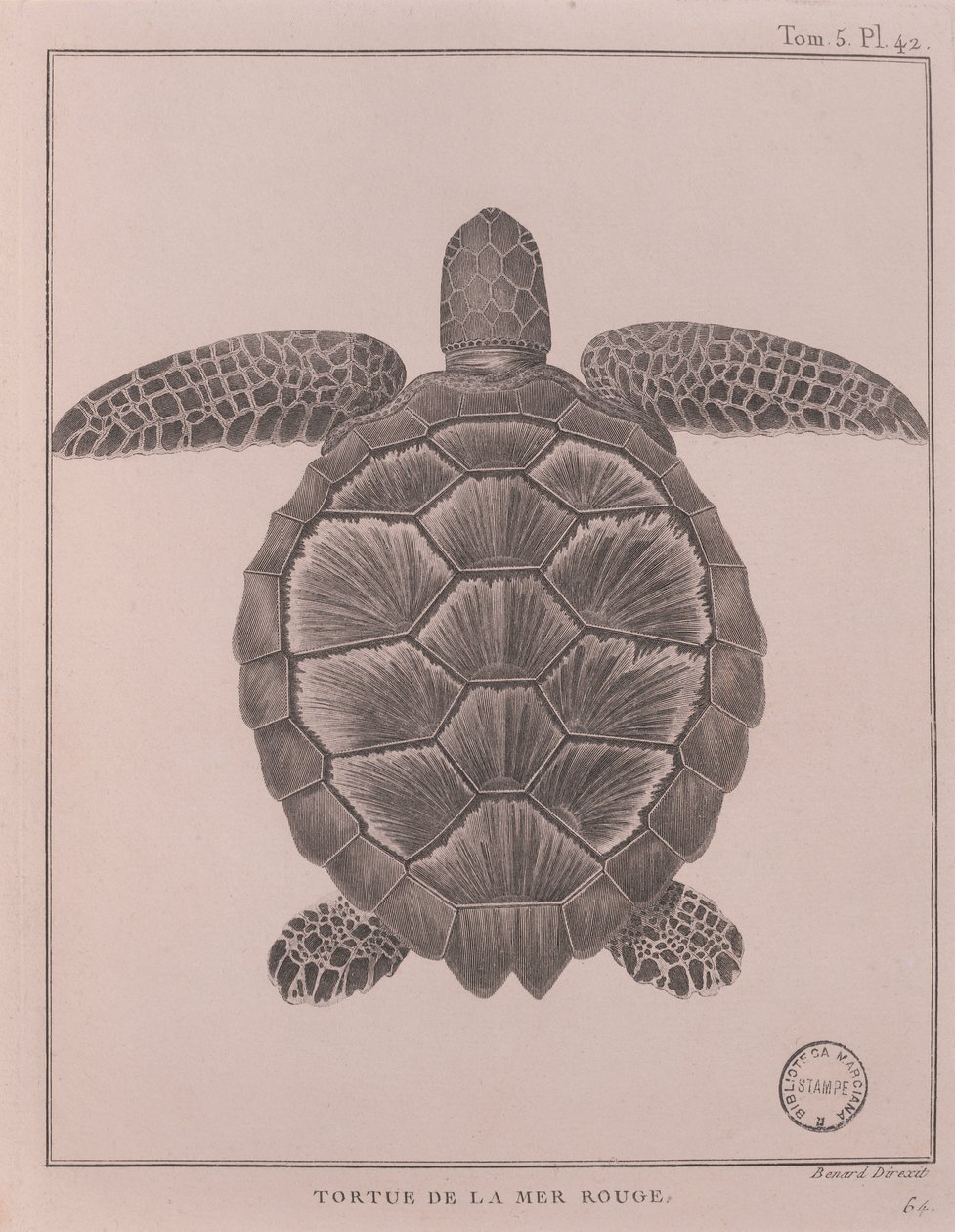 紅海の亀、ジェームズ・ブルース著「Travels to Discover the Source of Nile, in year 1708 to 1773」の挿絵、パリ 作： ロバート・ベナード