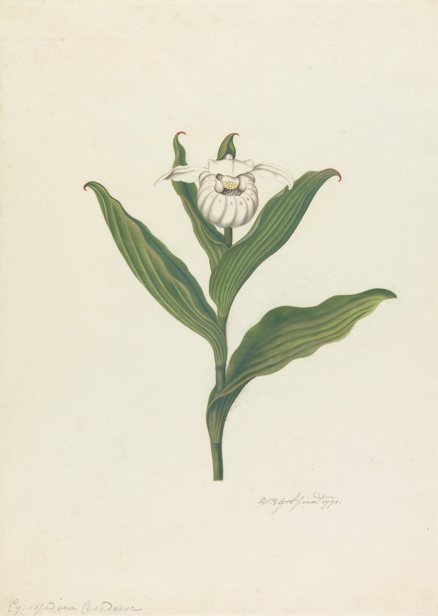 レディーススリッパ（Cypripedium Canadense、Calceolus Maria） 作： ロバート・ブライス