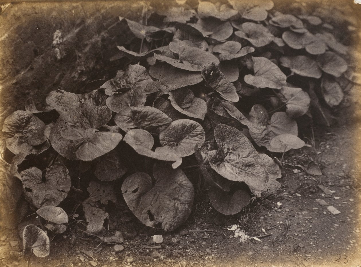 植物調査、1860年代（写真） 作： ロバート・バローズ