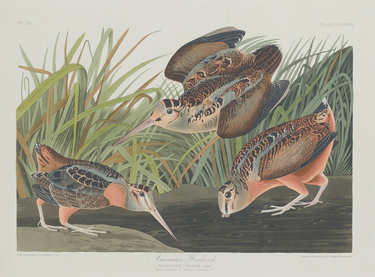 アメリカヤマシギ、1835年。 作： ロバート・ハベル