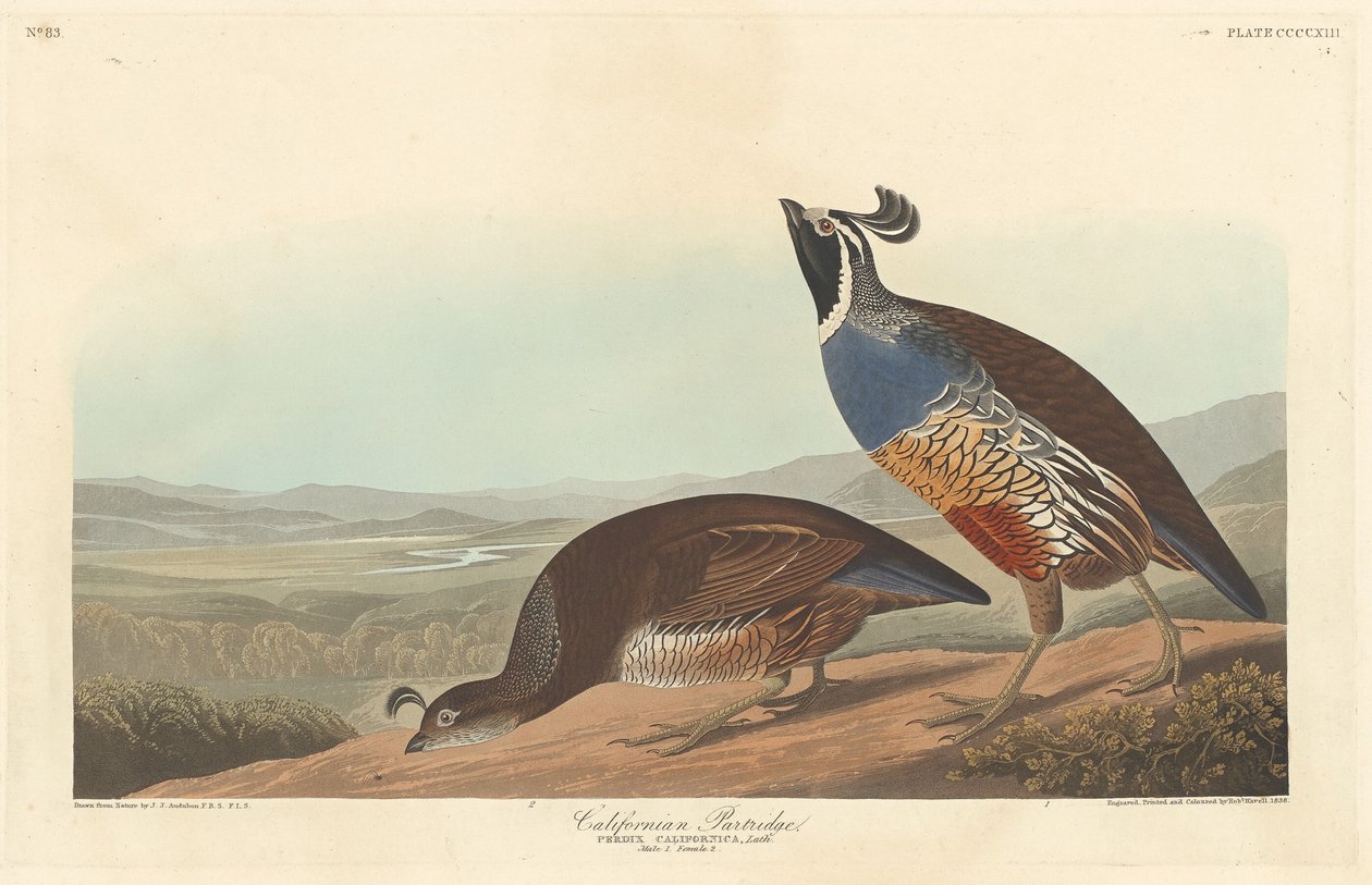 カリフォルニアヤマウズラ、1838 年。 作： ロバート・ハベル