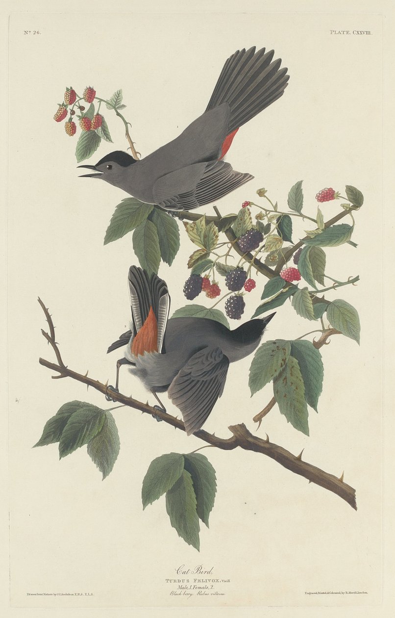 猫の鳥、1832年。 作： ロバート・ハベル