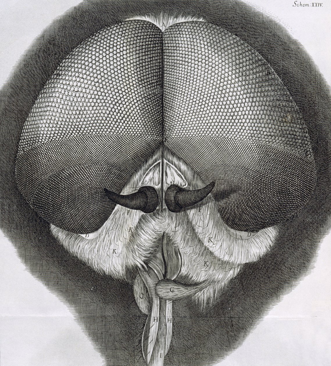 灰色のドローンフライ、Hookes Micrographia、1964年からの観察XXXIX 作： ロバート・フック