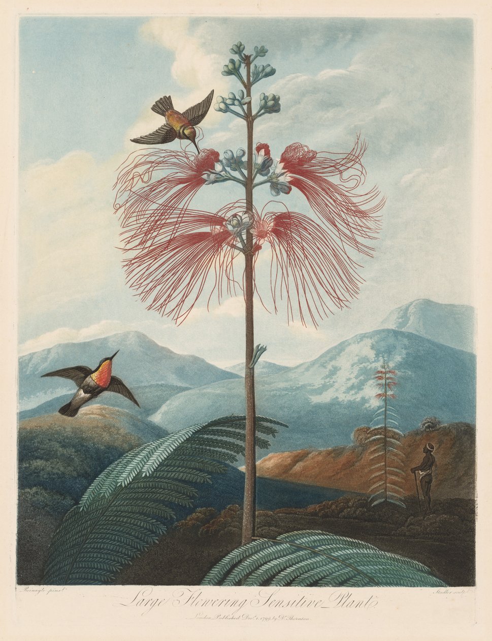 フローラの神殿、または自然の庭：大きな開花に敏感な植物、1799〜1807年。 作： ロバート・ジョン・ソーントン