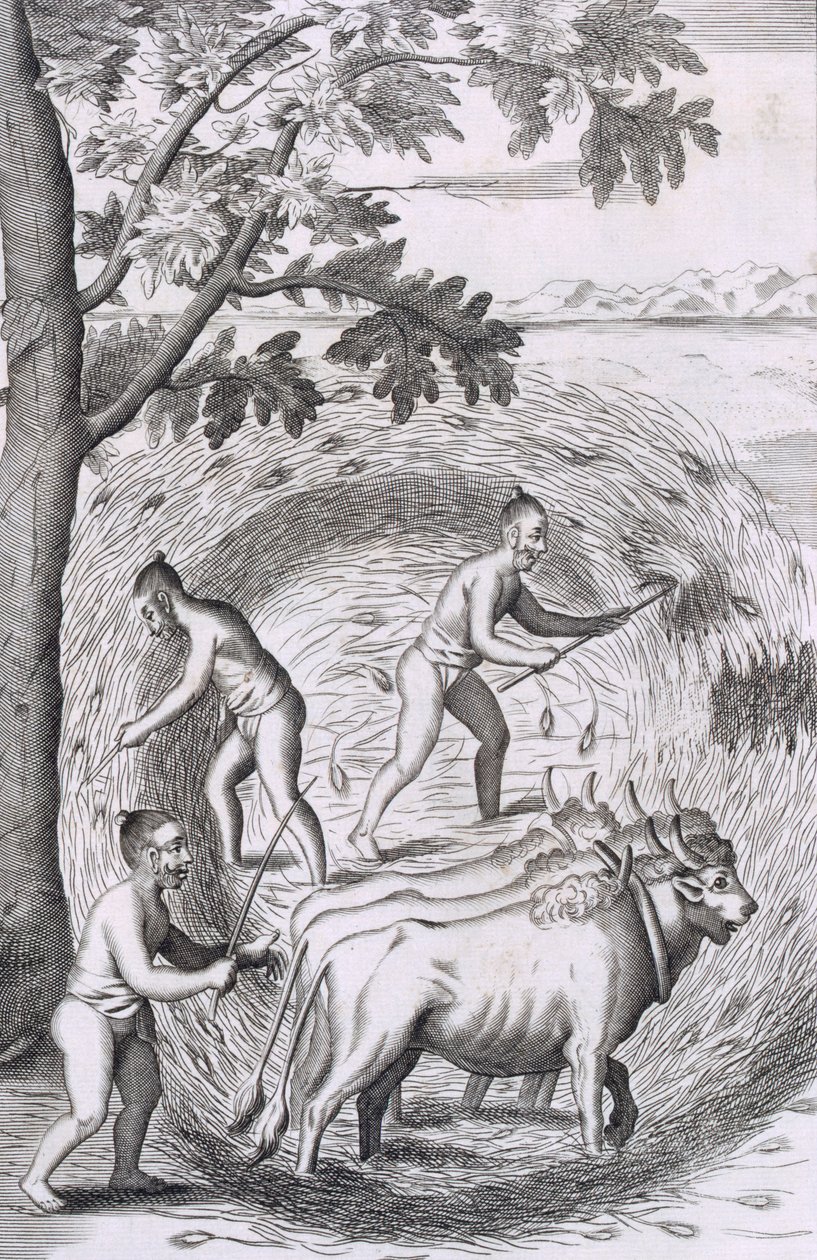 セイロン島の歴史的関係、パブからの彼らの米を踏む方法。 1681彫刻 作： ロバート・ノックス
