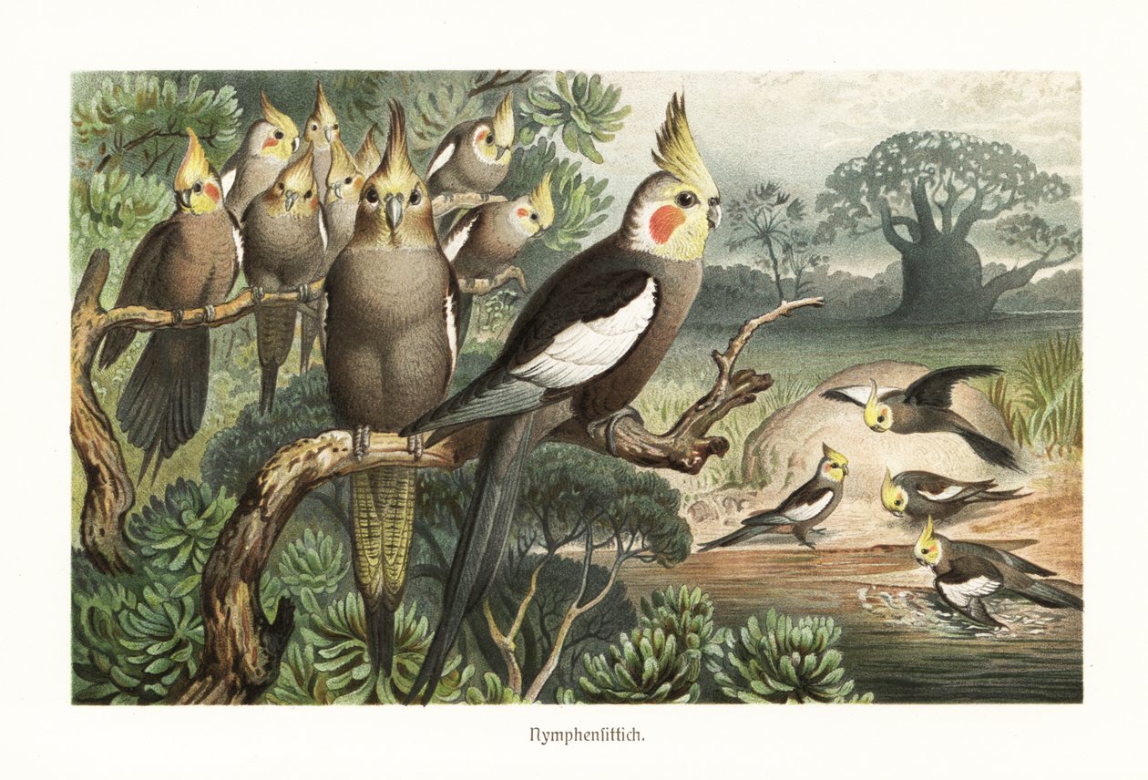 水場でのオカメインコ、Nymphicus hollandicus の群れ。 1882年（クロモリトグラフ） 作： ロバート・クレッチマー