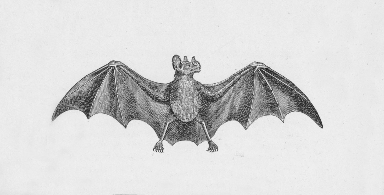 ヴァンパイアバット、c1885、1890 作： ロバート・テイラー・プリチェット