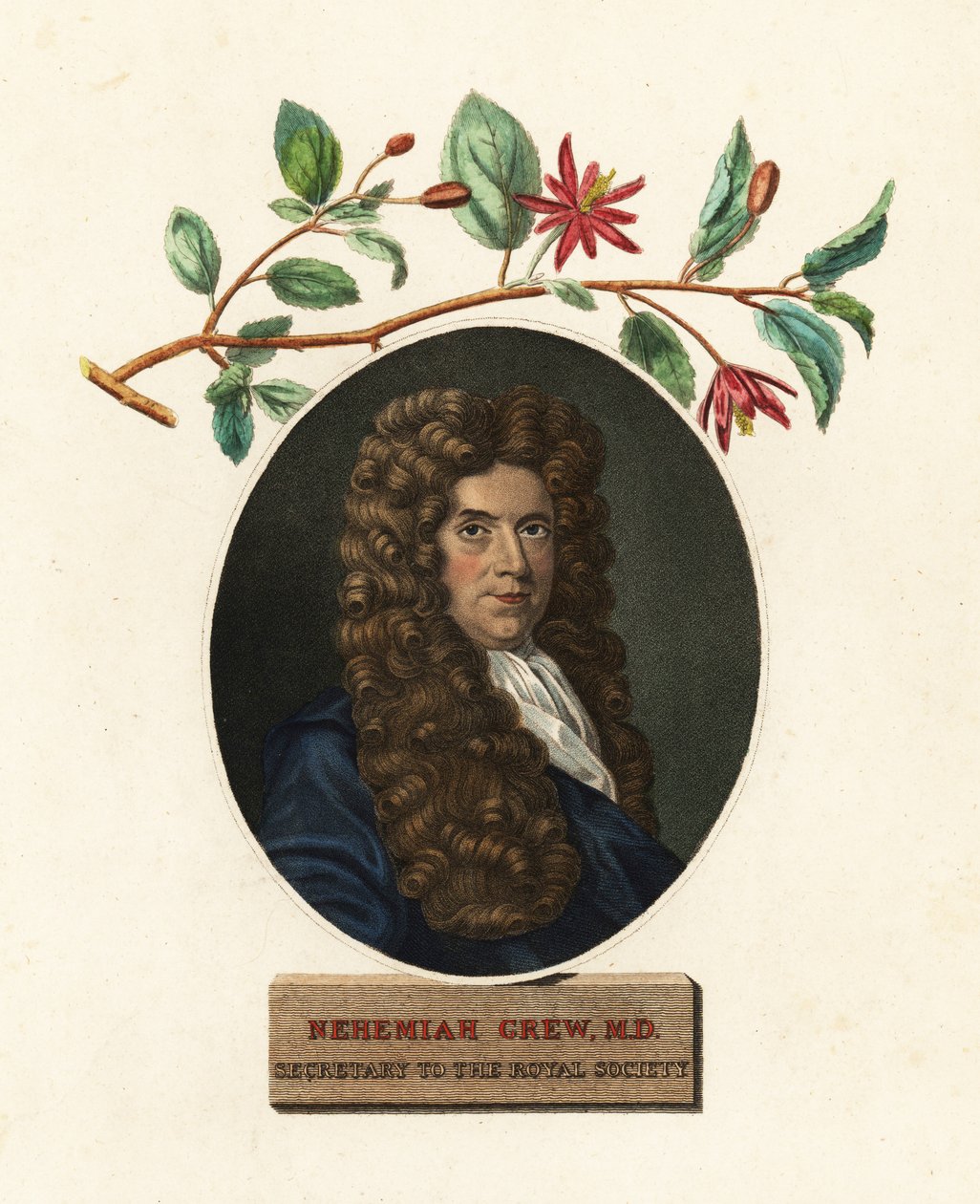 ネヘミヤ・グルー、医師、植物学者の肖像.1809年（彫刻） 作： ロバート・ホワイト