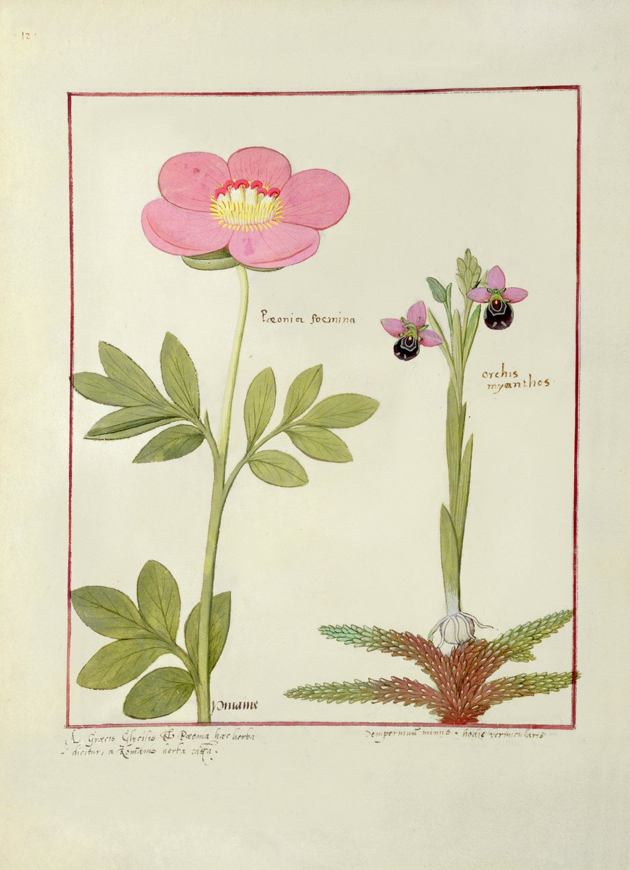 ペトニアまたは牡丹、およびOrchis myanthos、Mattheaus Platearius著「The Book of Simple Medicines」のイラスト 作： ロビネット・テスタード