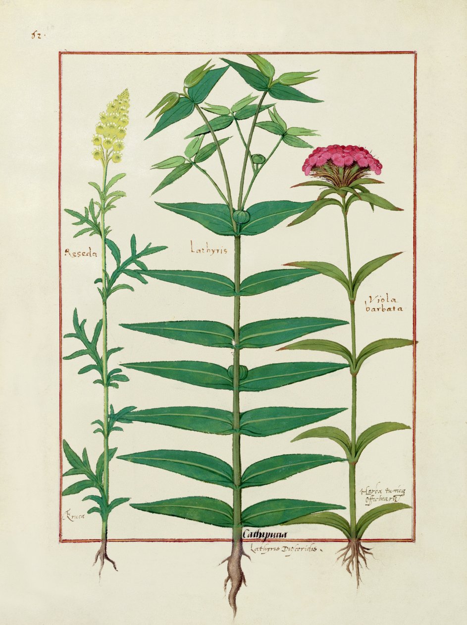 Resthea、Euphorbia、Dianthus、Mattheaus Plateariusによる単純な医学の本のイラスト1 作： ロビネット・テスタード