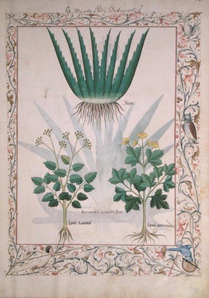 Ms Fr. Fv VI＃1 fol.112アロエとアピオ、Matthaeus PlateariusによるThe Book of Simple Medicinesのイラスト（dc1161）c.1470 作： ロビネット・テスタード