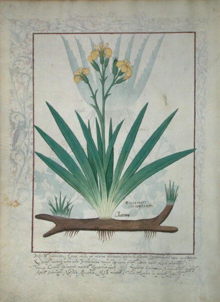 Ms Fr. Fv VI＃1 fol.112v Abutilon Theophrasti、またはベルベットリーフ、Mattheaus Platearius（dc1161）c.1470によるThe Book of Simple Medicinesのイラスト 作： ロビネット・テスタード