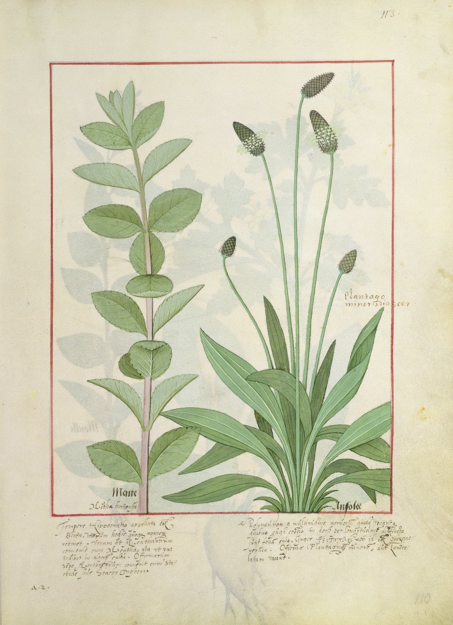 Minthe and Plantain、またはRibwort、illustration from the Book of Simple Medicines by Mattheaus Platearius 113 作： ロビネット・テスタード