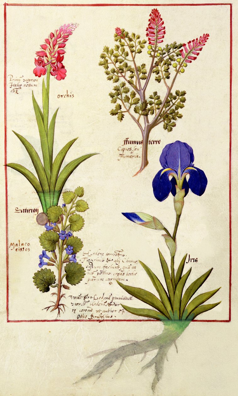上の行：オーキッドアンドフミトリーまたは出血ハート。下の列：ヘデラとアイリス、Mattheaus Platearius 114v著「The Book of Simple Medicines」のイラスト 作： ロビネット・テスタード