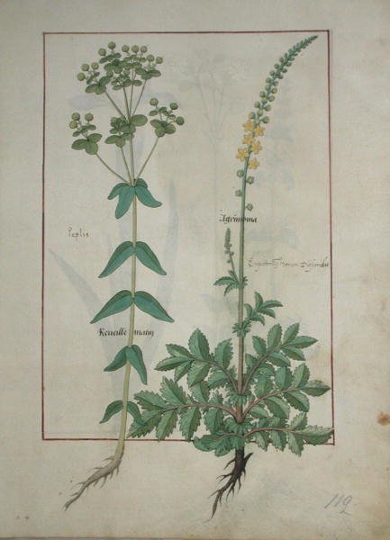 Ms Fr. Fv VI＃1 fol.115 Reveille Matin and Agrimonia、illustration from the Book of Simple Medicines by Mattheaus Platearius（dc1161）c.1470 作： ロビネット・テスタード