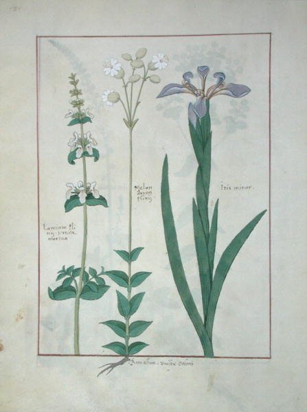 Ms Fr. Fv VI＃1 fol.115v Lamium AlbumまたはWhite Dead Nettle、Melandryon、およびIris Minor、Mattheaus Platearius（dc1161）c.1470によるThe Book of Simple Medicinesのイラスト 作： ロビネット・テスタード