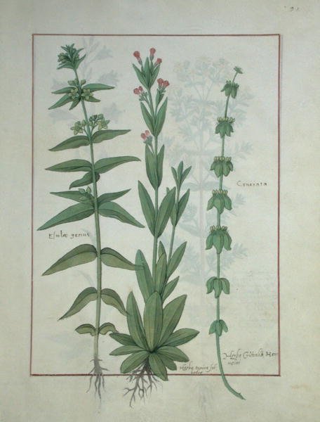 Ms Fr. Fv VI＃1 fol.116 Elusae Gennus、Caraway Thyme、Crosswort、Mattheaus Platearius（dc1161）c.1470によるThe Book of Simple Medicinesのイラスト 作： ロビネット・テスタード