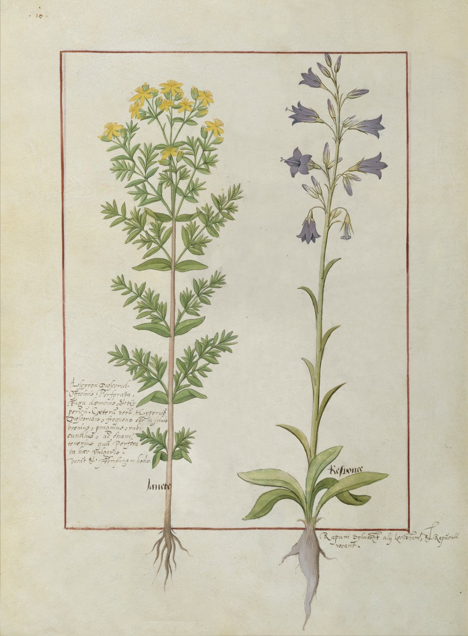 Ms Fr. Fv VI＃1 fol.116v Mattheaus Platearius（dc1161）c.1470によるThe Book of Simple Medicinesの2つの顕花植物 作： ロビネット・テスタード