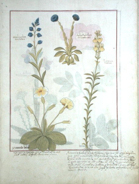 Ms Fr. Fv VI＃1 fol.117上の行：OnobrychisまたはSainfoin、およびAphyllanthes。下段：リナリア・ルテア、プリムラ・ヴェリスまたはプリムローズ、マシュー・プラターの 『The Book of Simple Medicines』のイラスト 作： ロビネット・テスタード