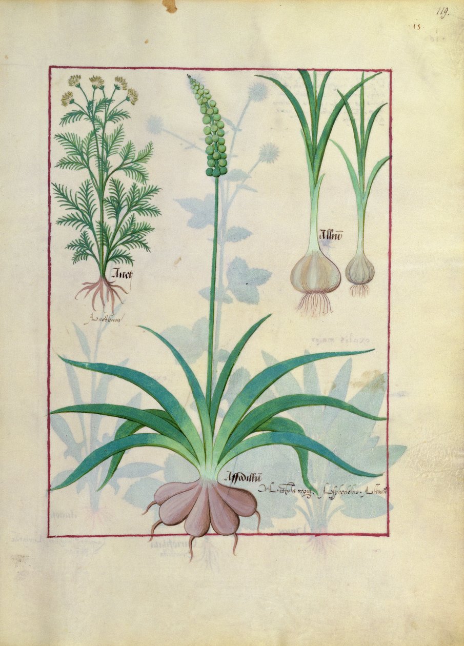 ニンニクと他の植物、Mattheaus PlateariusによるThe Book of Simple Medicinesのイラスト 作： ロビネット・テスタード